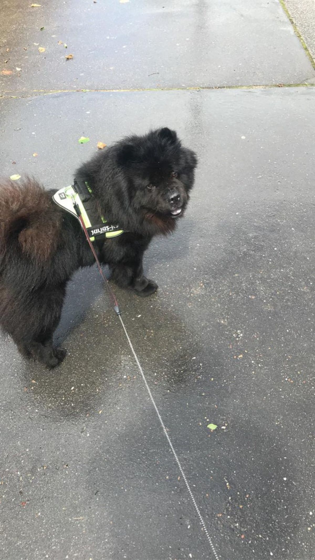 black chow chow standing ona road in a leash attached to a black harness