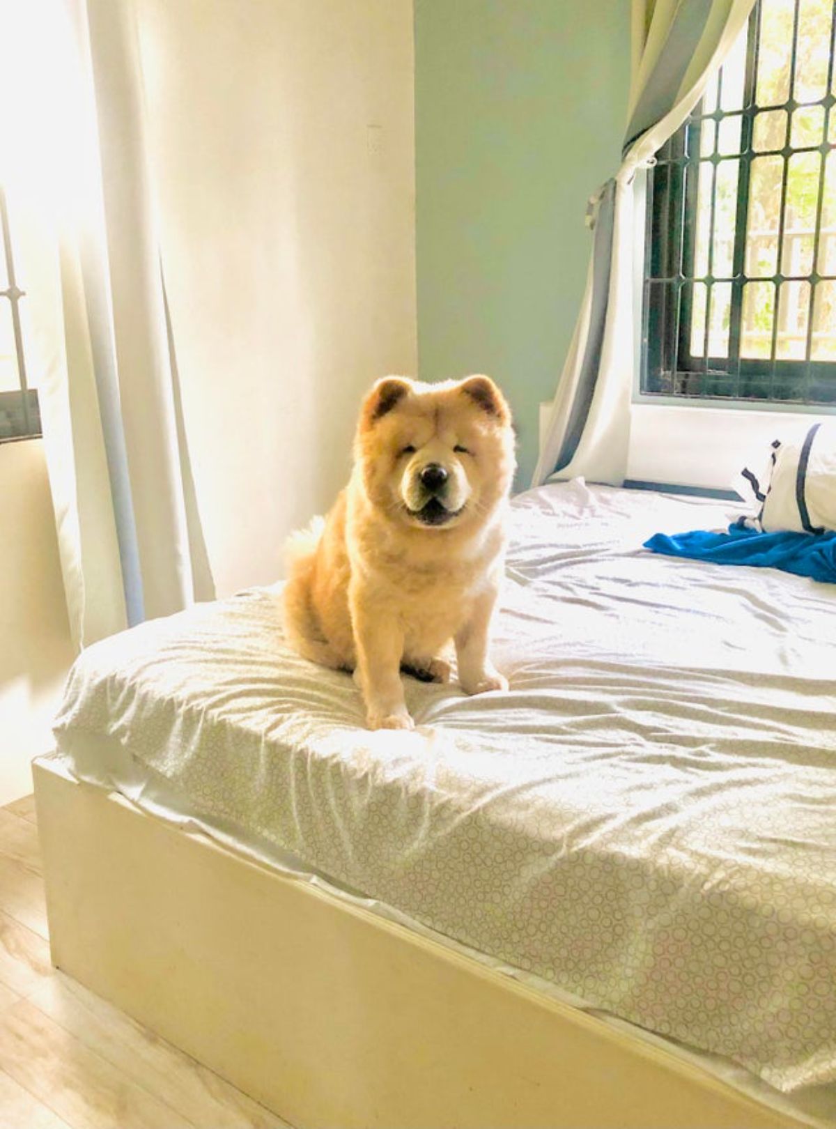 brown chow chow sitting on a light green bed in a white and green bedroom