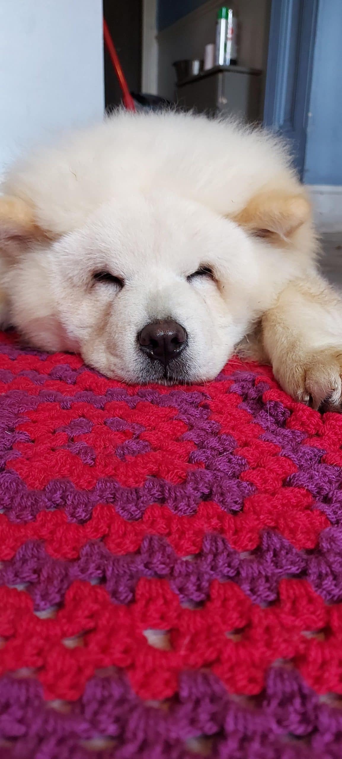white chow chow sleeping on a red and purple rug