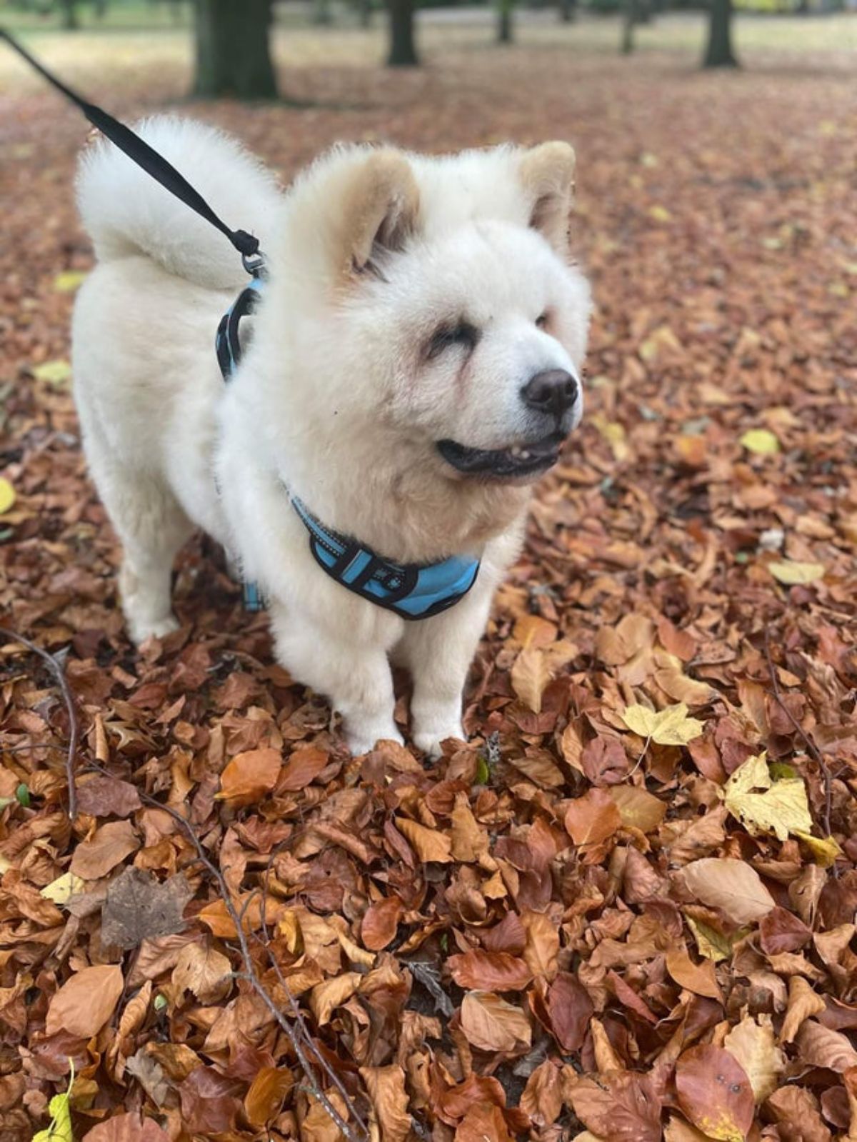 white chow chow in a blue and black harness and black leash standing in autumn leaves