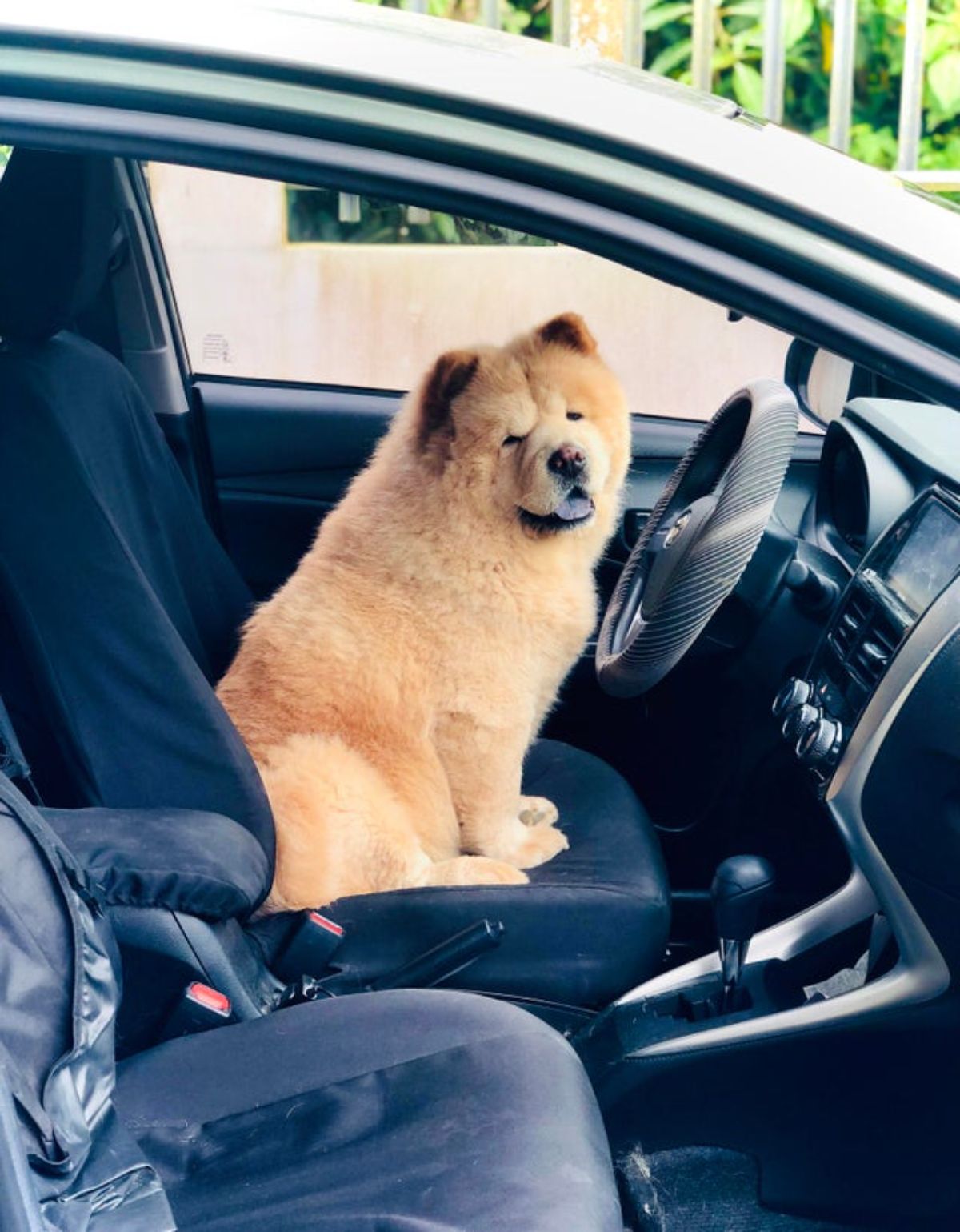 brown chow chow sitting in the driver's seat of a car