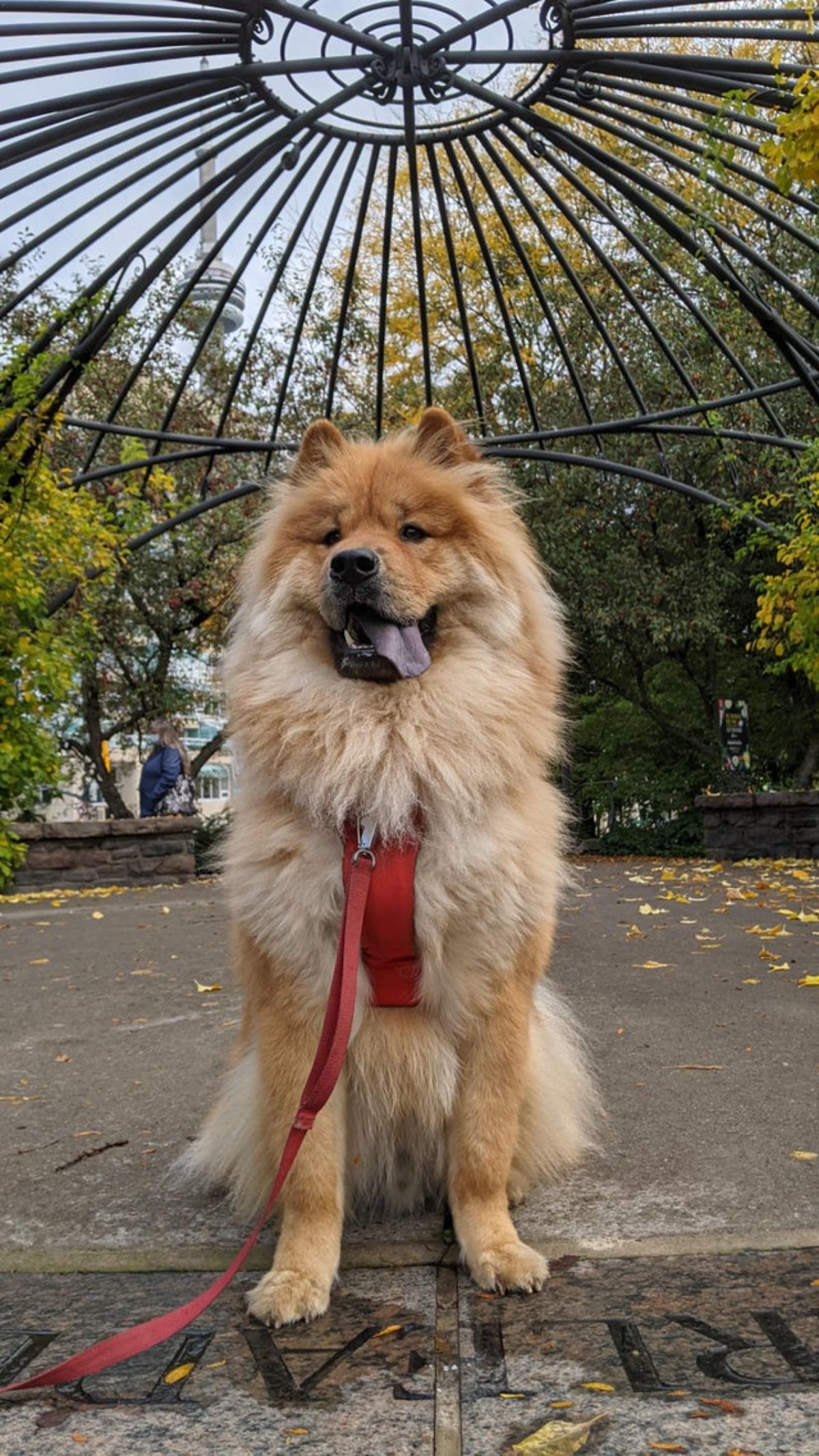 brown chow chow in red harness and leash sitting on the ground