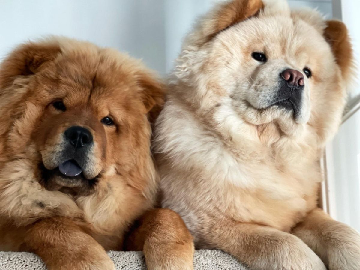 two dark and light brown chow chows sitting