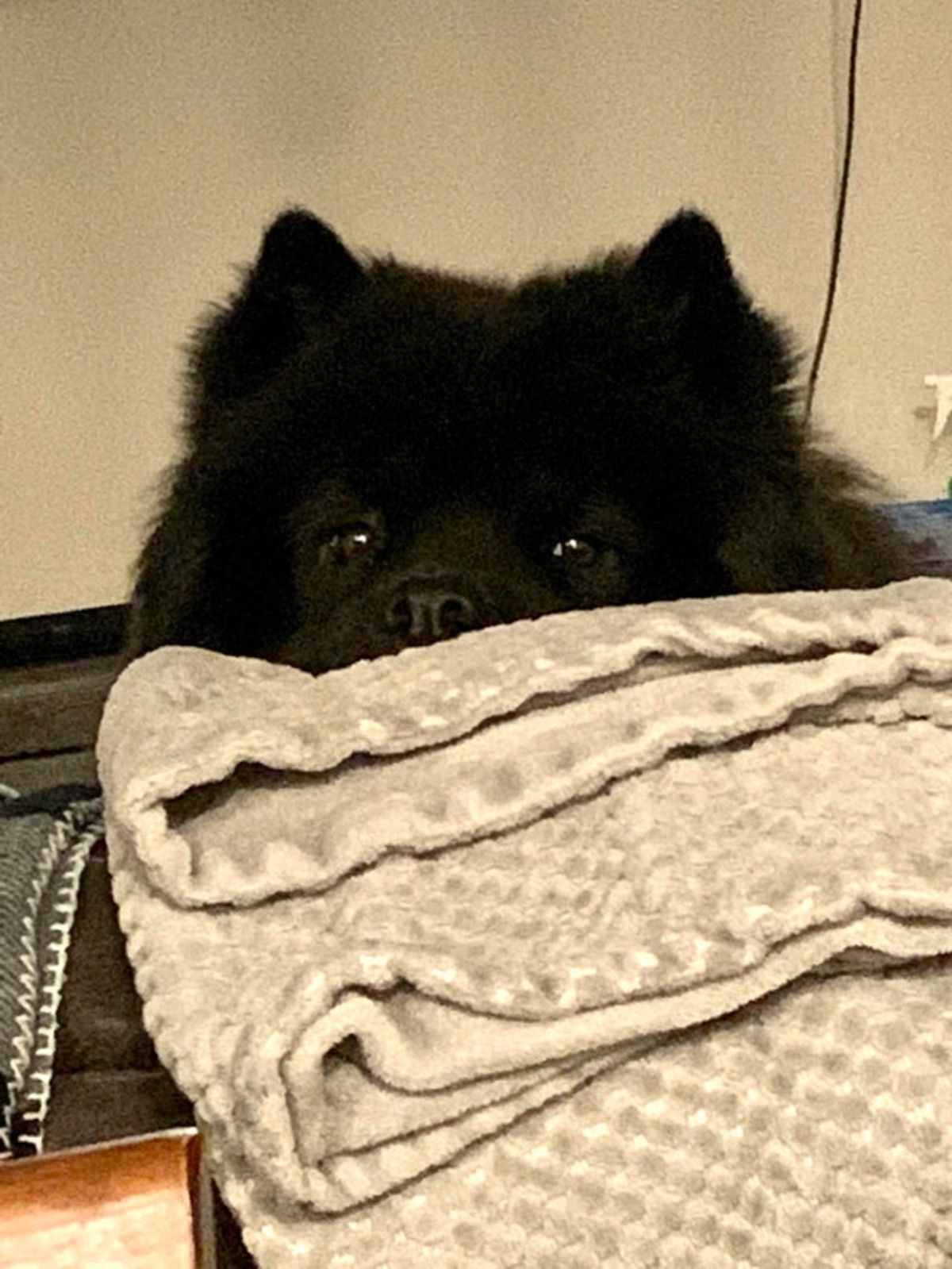 black chow chow peeking out from behind a light coloured folded blanket
