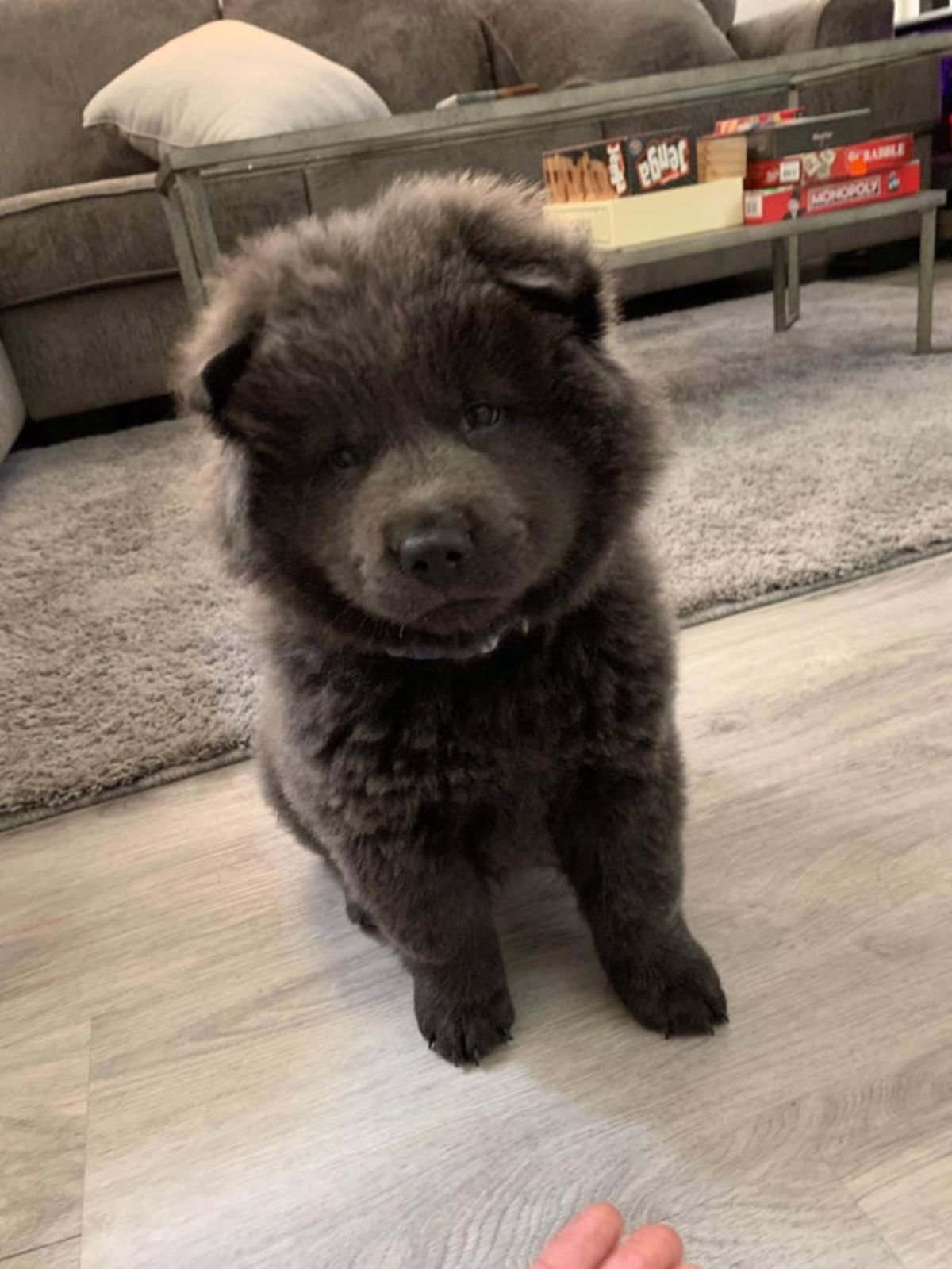 black chow chow puppy sitting on a wooden floor