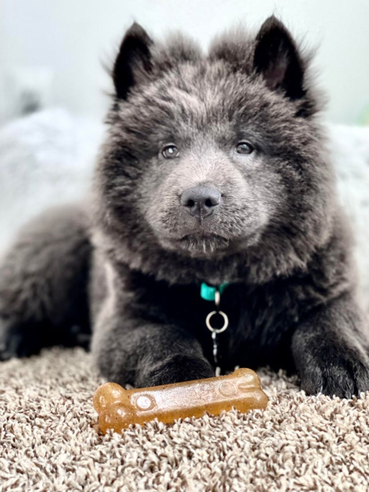 grey chow chow puppy sitting on a light brown rug with a brown bone in front of it
