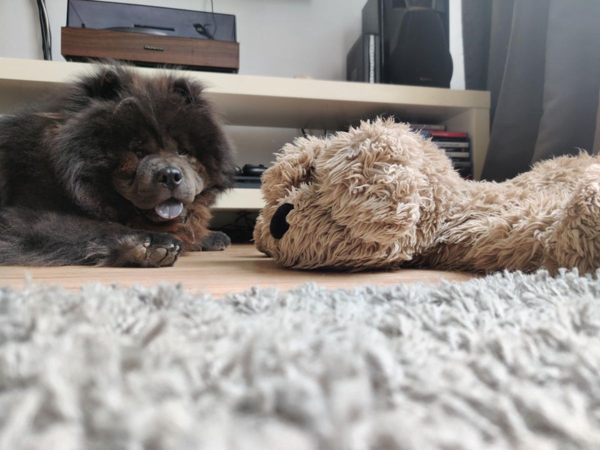 brown chow chow laying one a wooden floor next tot a brown teddy bear