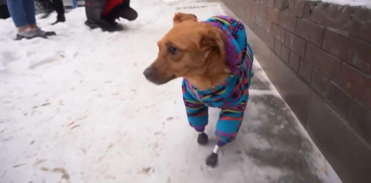 brown dog with prosthetic legs in a blue onesie walking outside in the snow next to a wall