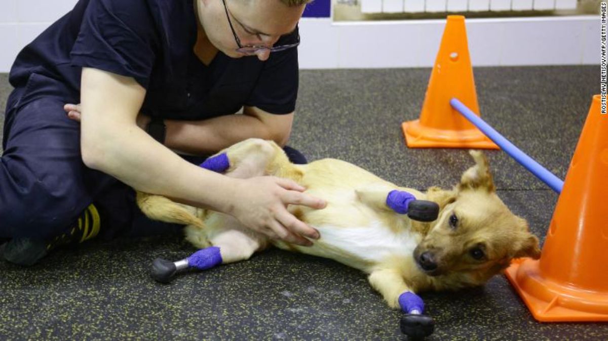 brown dog with prosthetic legs getting bely rubs from man wearing spectacles and dark blue clothes
