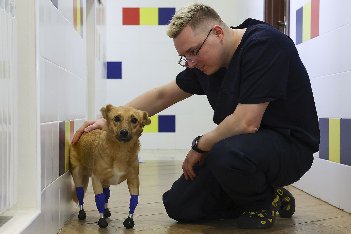 brown dog with prosthetic legs standing in a corridor next to a man wearing spectacles and wearing blue putting a hand on her back