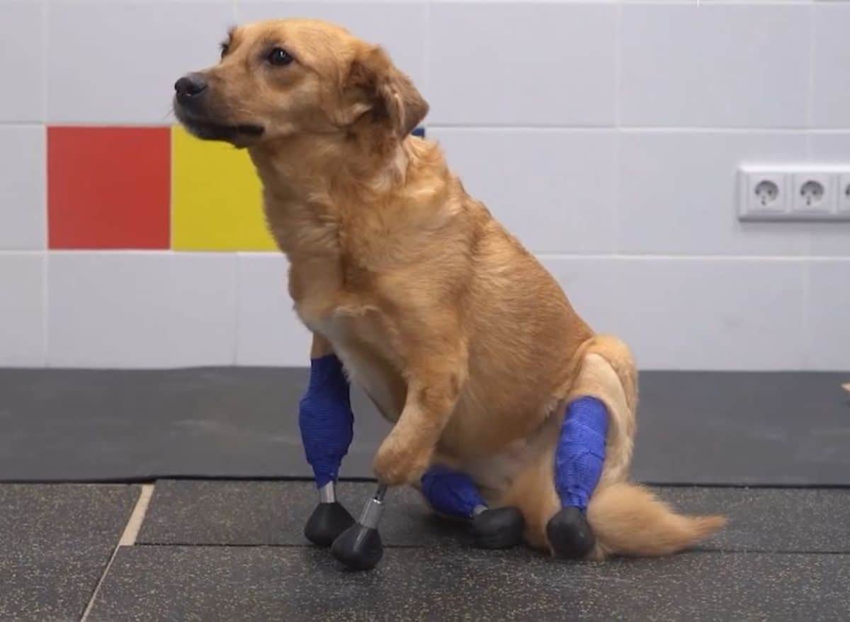 brown dog with prosthetic legs sitting on the floor