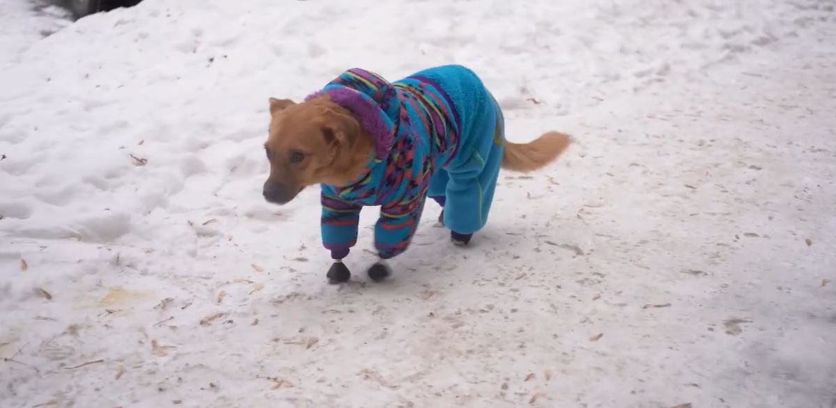brown dog with prosthetic legs in a blue onesie walking outside in the snow