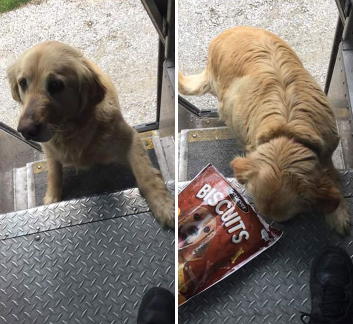 2 photos of a golden retriever standing on the stairs of a ups truck and getting a treat