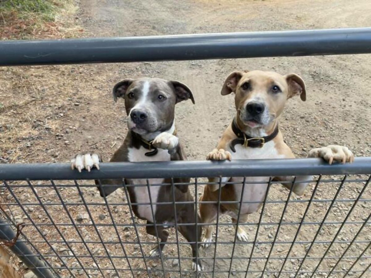 two dogs grey and white and brown and white standing on their hind legs holding onto a grey gate