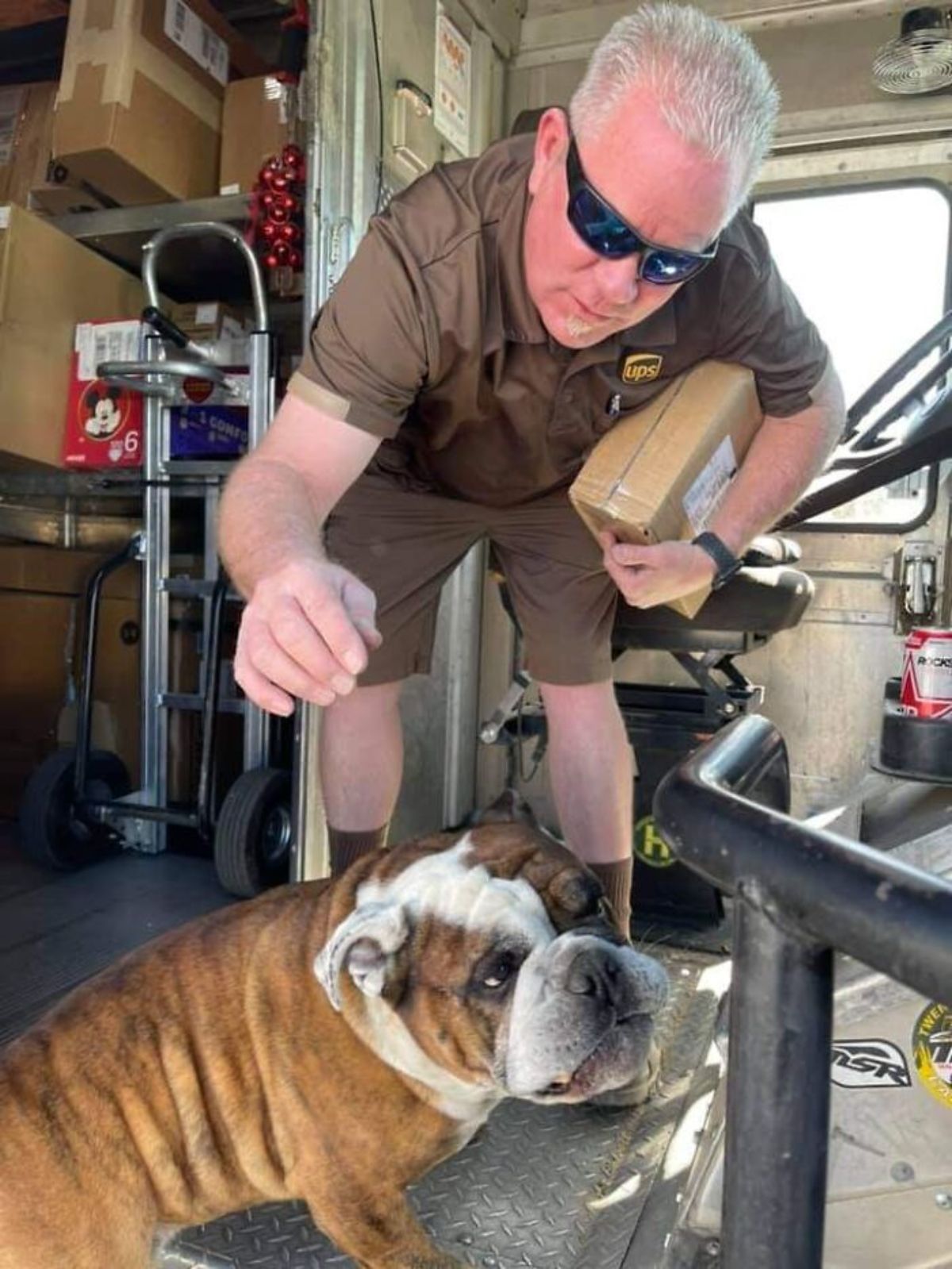 male ups driver in the truck with a brown and white bulldog
