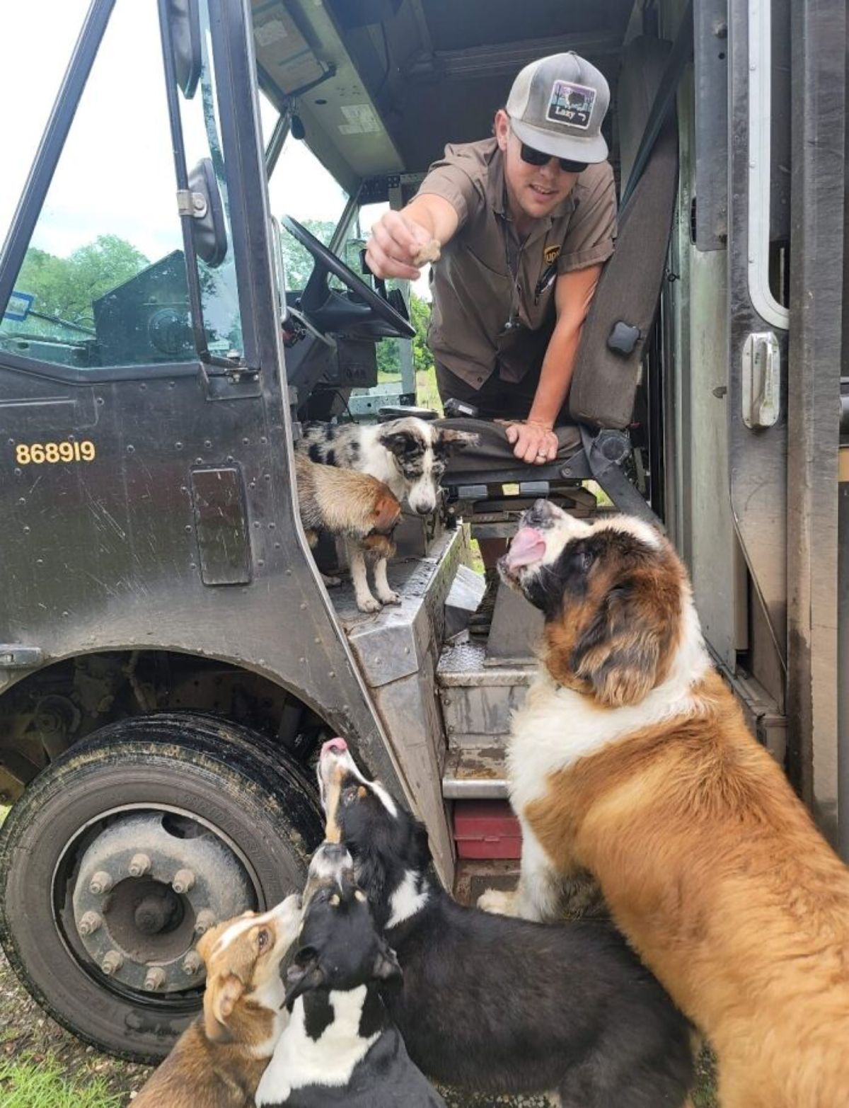 male ups driver in the truck feeding 3 black and white dogs and 3 brown and white dogs