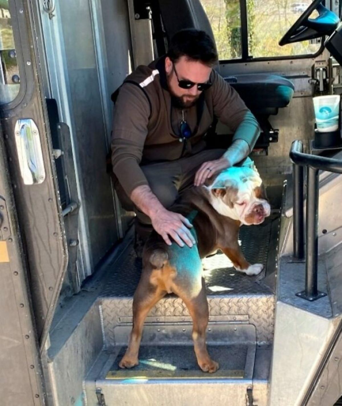 male ups driver in the truck petting a brown and white bulldog