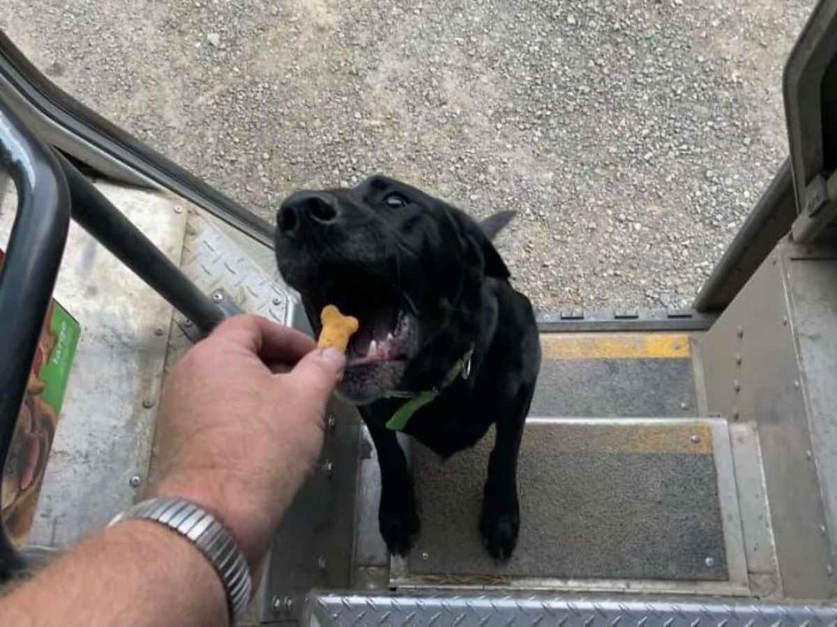 black labrador standing on the stairs of a ups truck and getting a treat