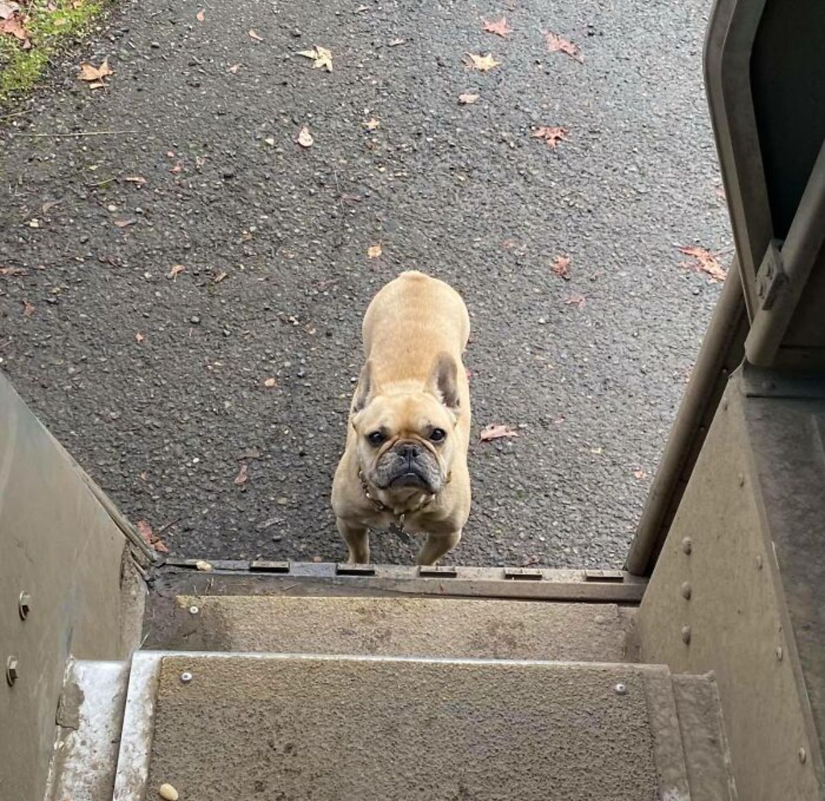 brown dog at the base of the stairs of a ups truck