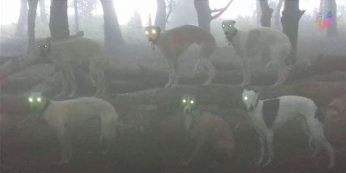 6 dogs standing in the forest with their eyes lit up in the dark