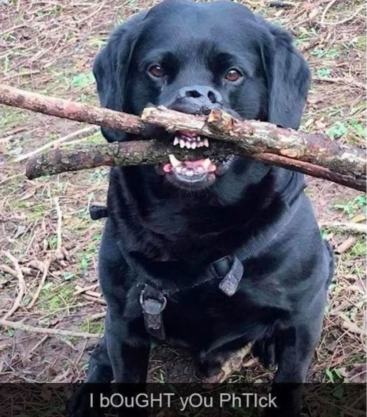 black labrador puppy with stick and smushed nose