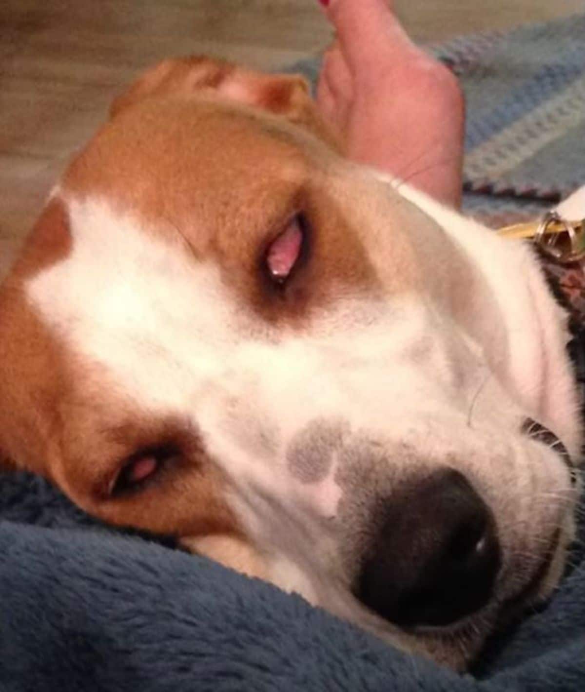 brown and white dog sleeping with one eye open
