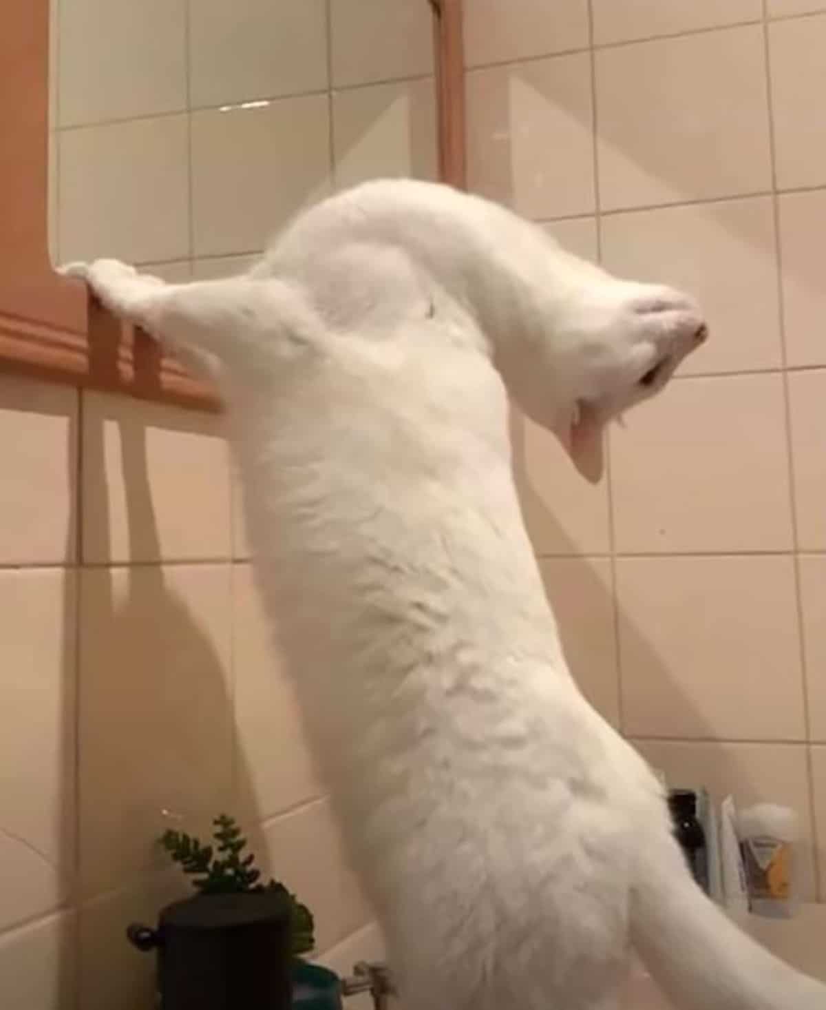 white cat with head bent back in front of mirror