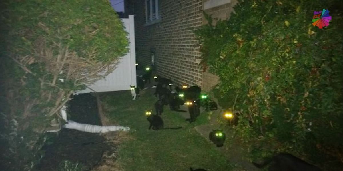 a group of cats at night