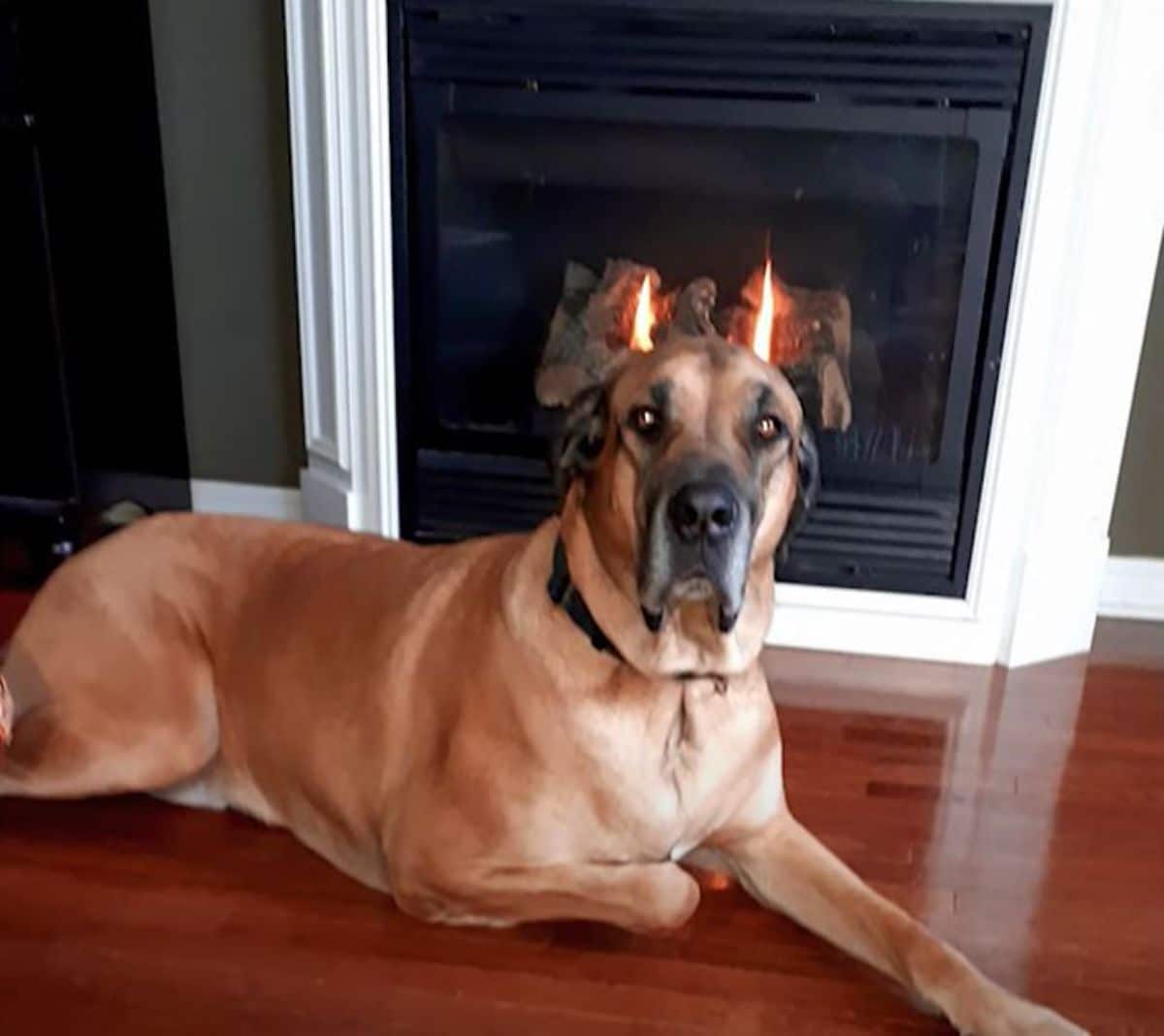 large brown demon dog with fiery horns from the fireplace behind