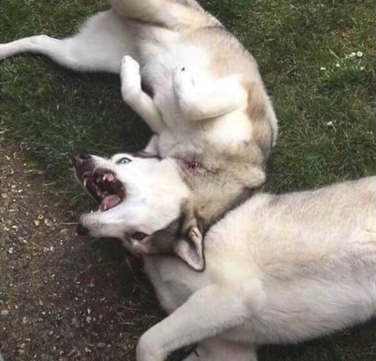 two huskies on the ground looking like they only have one head