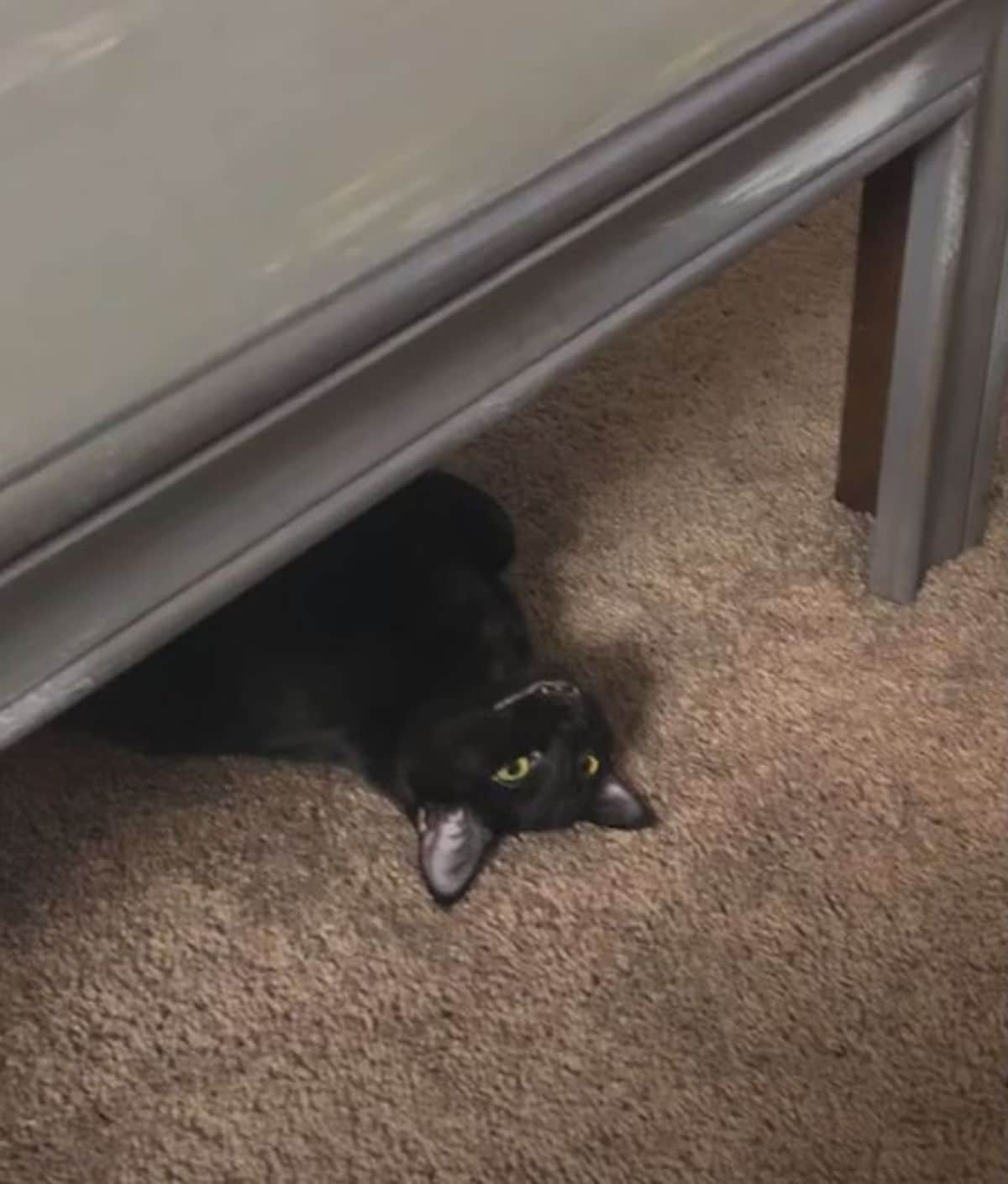 black cat peeking from under a table