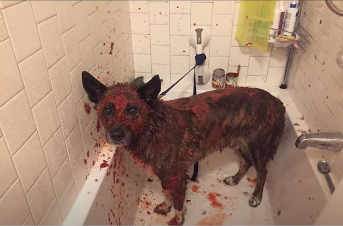 dog bathing in tomato juice in a bathtub