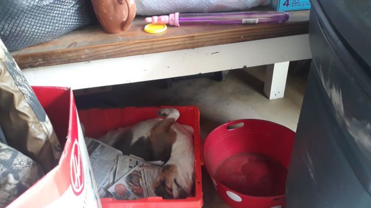 brown and white dog sleeping in small red crate