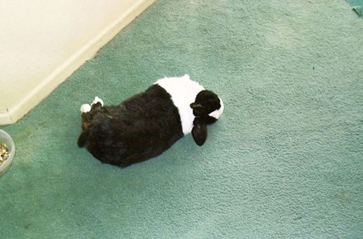 black and white rabbit sleeping on a green carpet