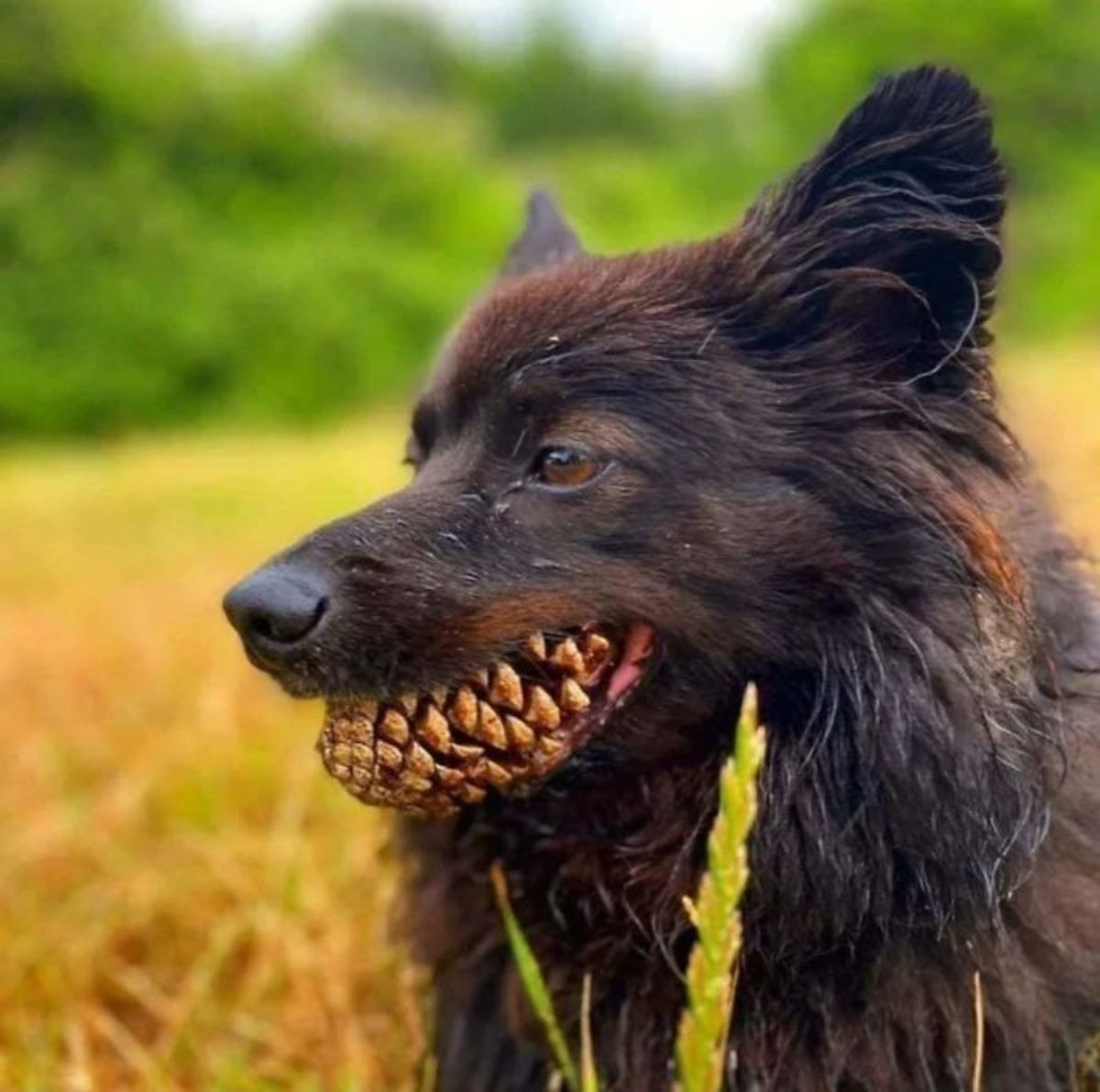 black fluffy dog with acorn in its mouth