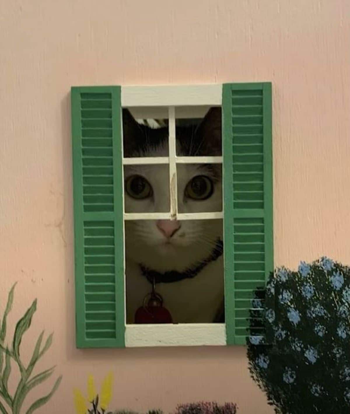 white cat inside dollhouse looking out of green and white windows