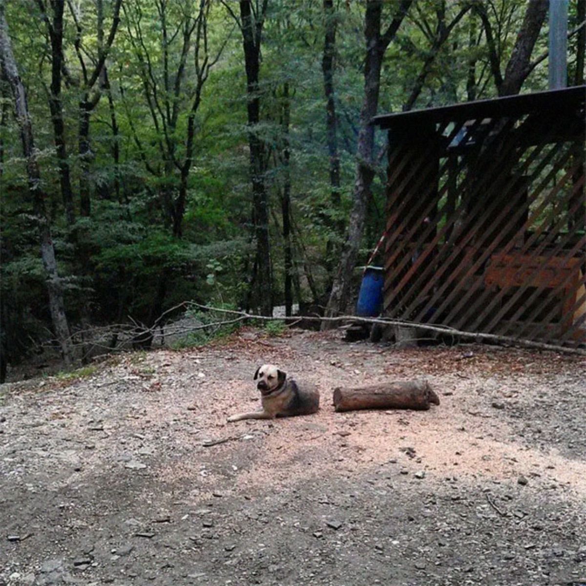 brown and black dog lying on the ground next to a log