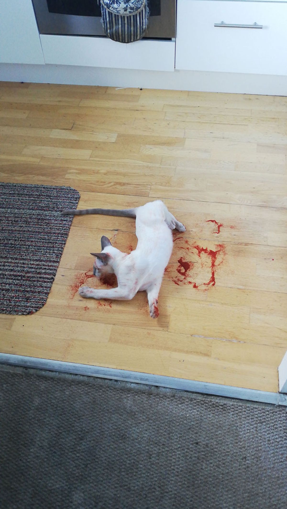 white cat laying on wooden floor covered in red liquid