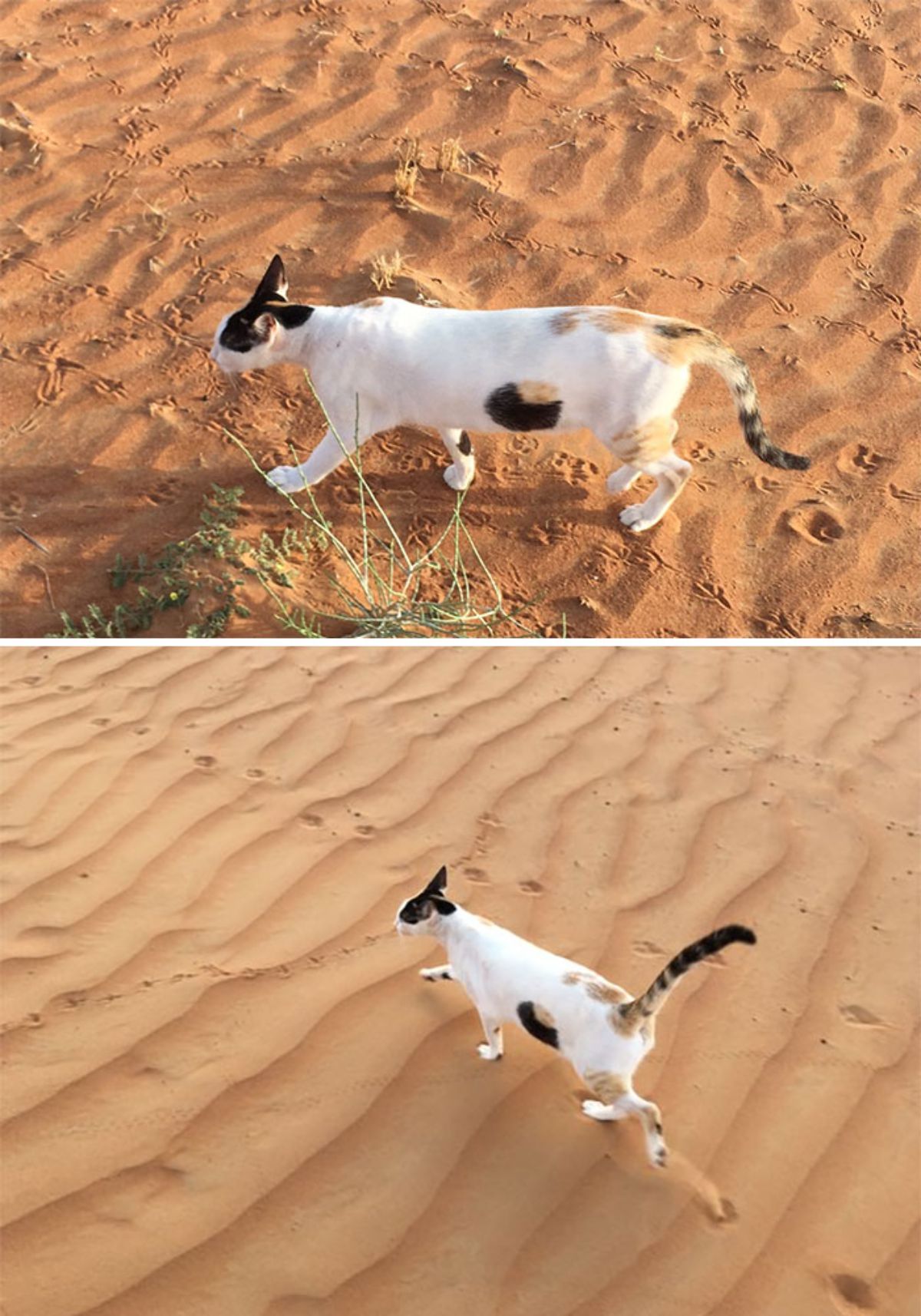 2 photos of white black and orange cat walking on sand