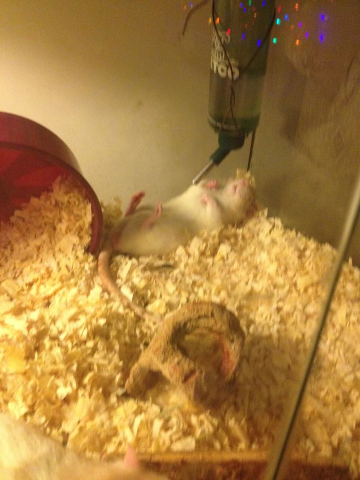 white rat lying belly up in its tank