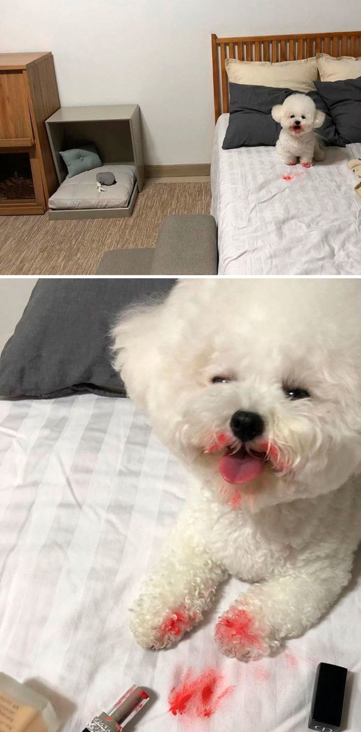 2 photos of a small white fluffy dog with red around its mouth and on its paws on a white bed