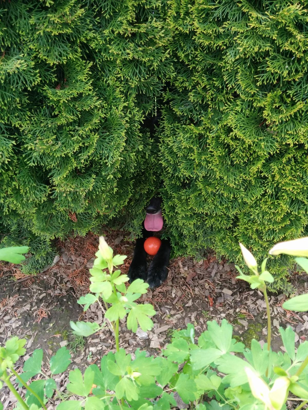 black dog hiding in bushes with the tongue sticking out and a red ball on its front legs
