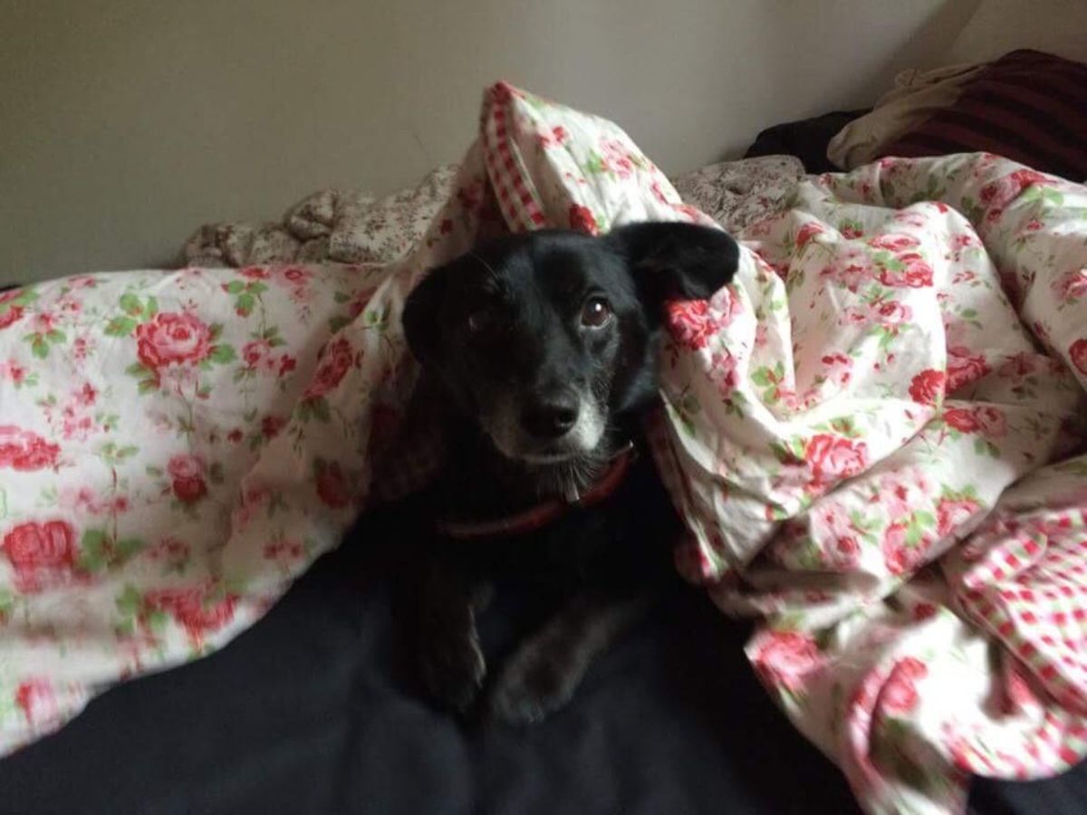 black dog on a bed hiding under a white blanket patterned with roses