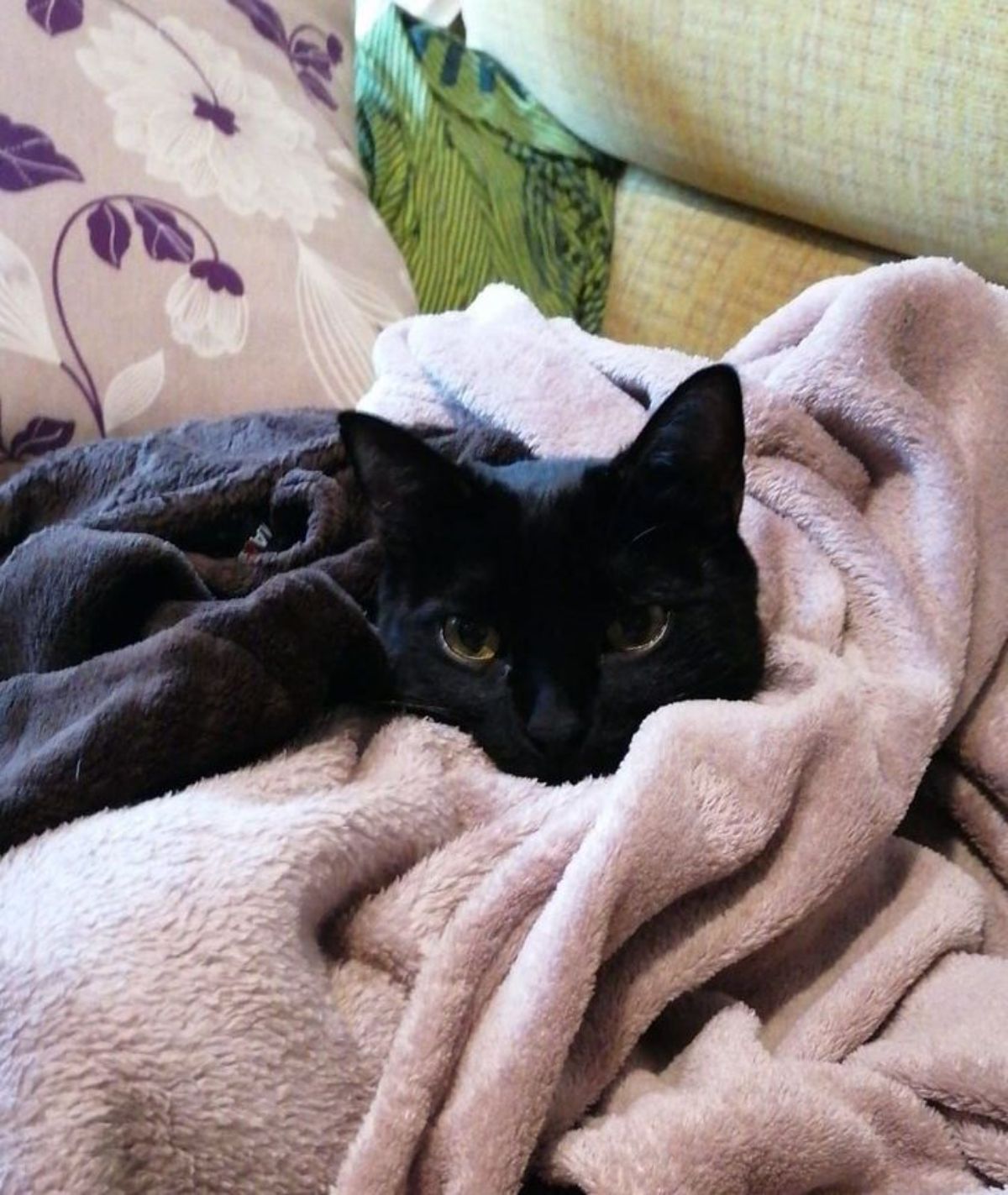 black cat hiding among a black blanket and a light purpe blanket