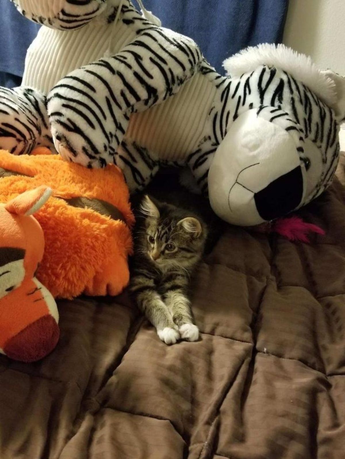stuffed toys - tabby kitten on a brown bed under some big stuffed toys