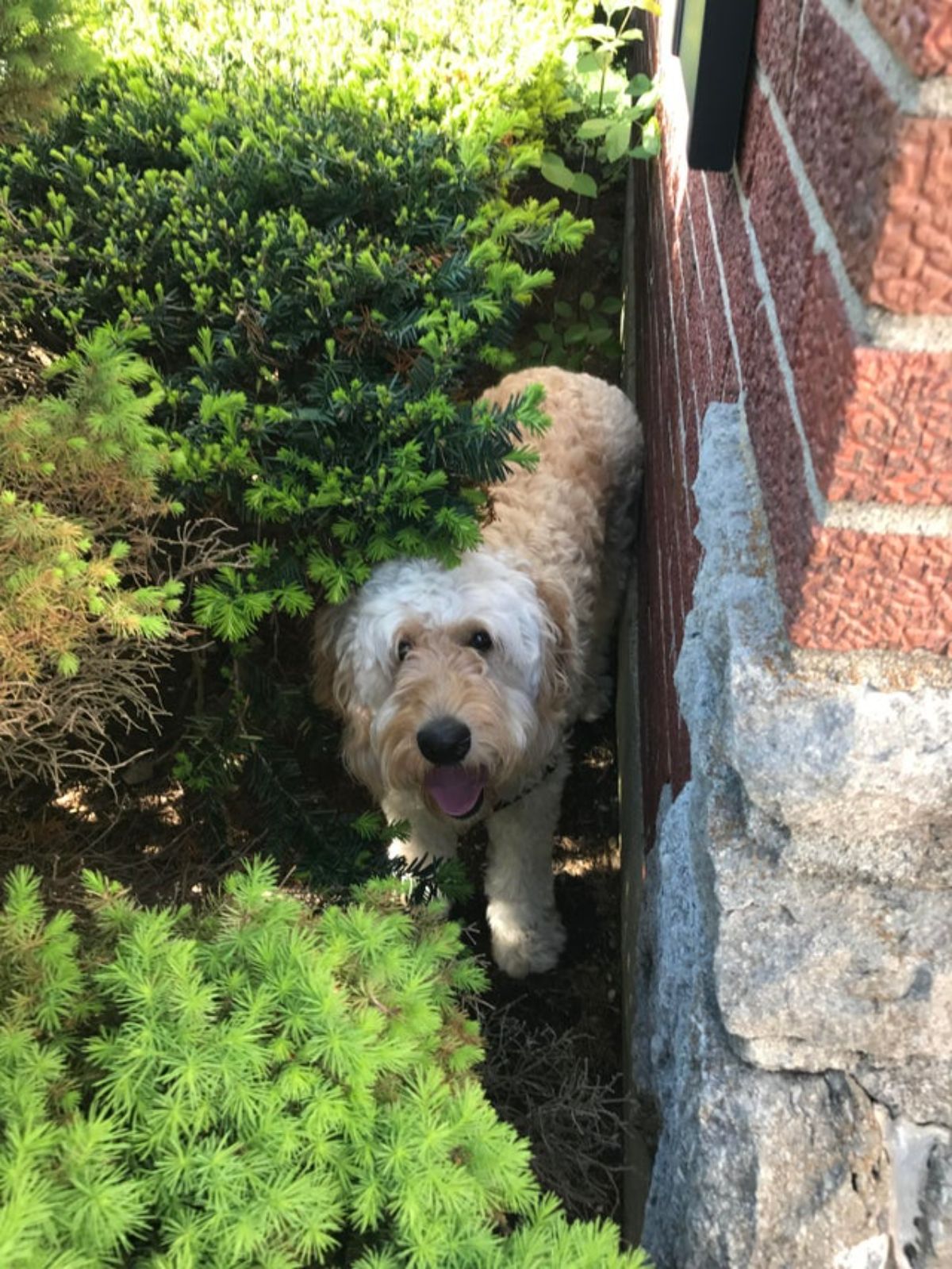 fluffy white and brown dog standing behind bushes