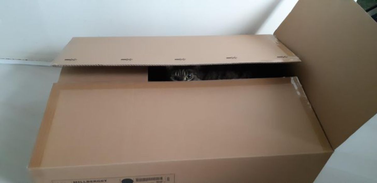 grey tabby looking through the gap off the top of a cardboard box