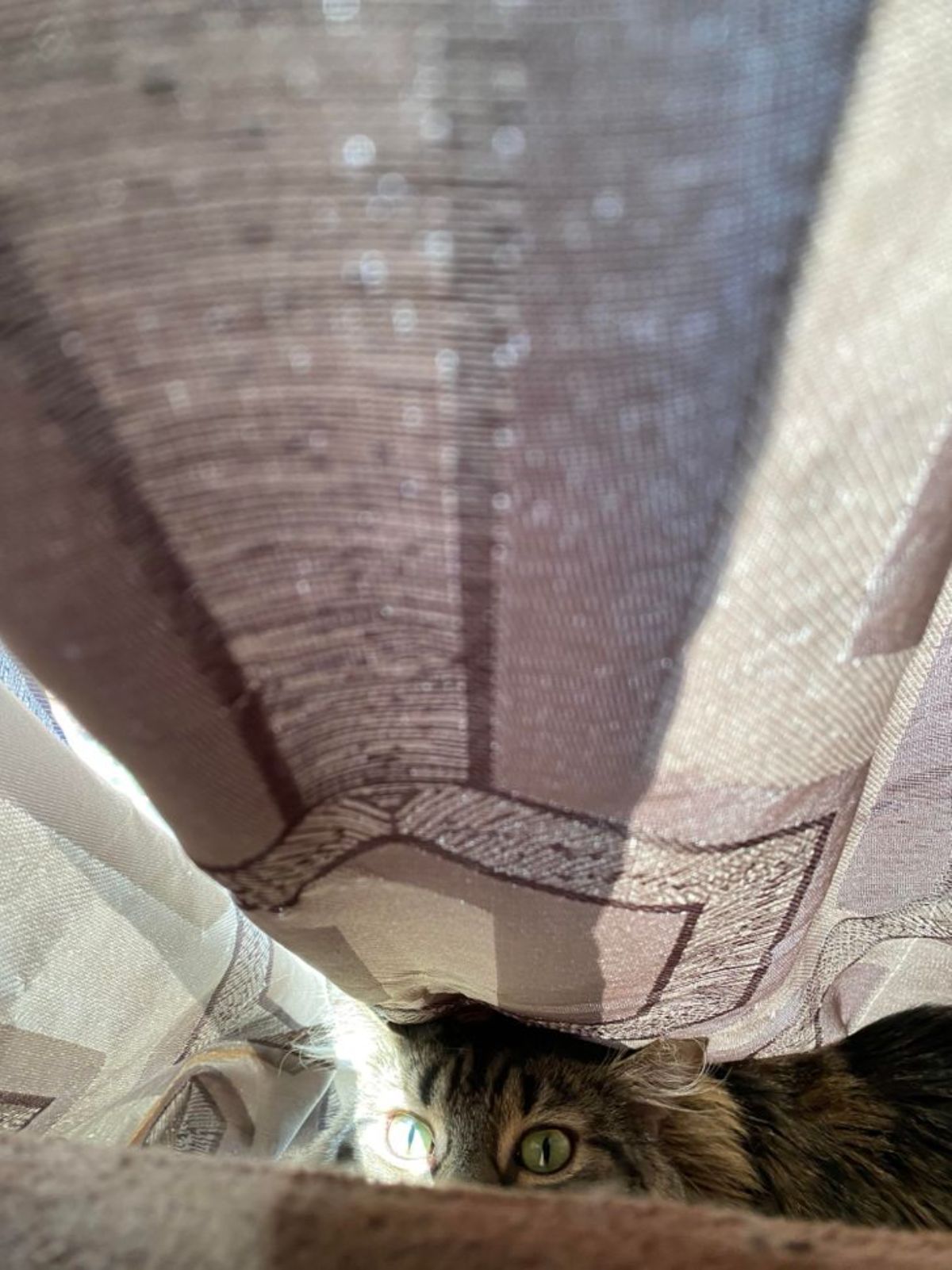 grey fluffy tabby hiding under a patterned blanket