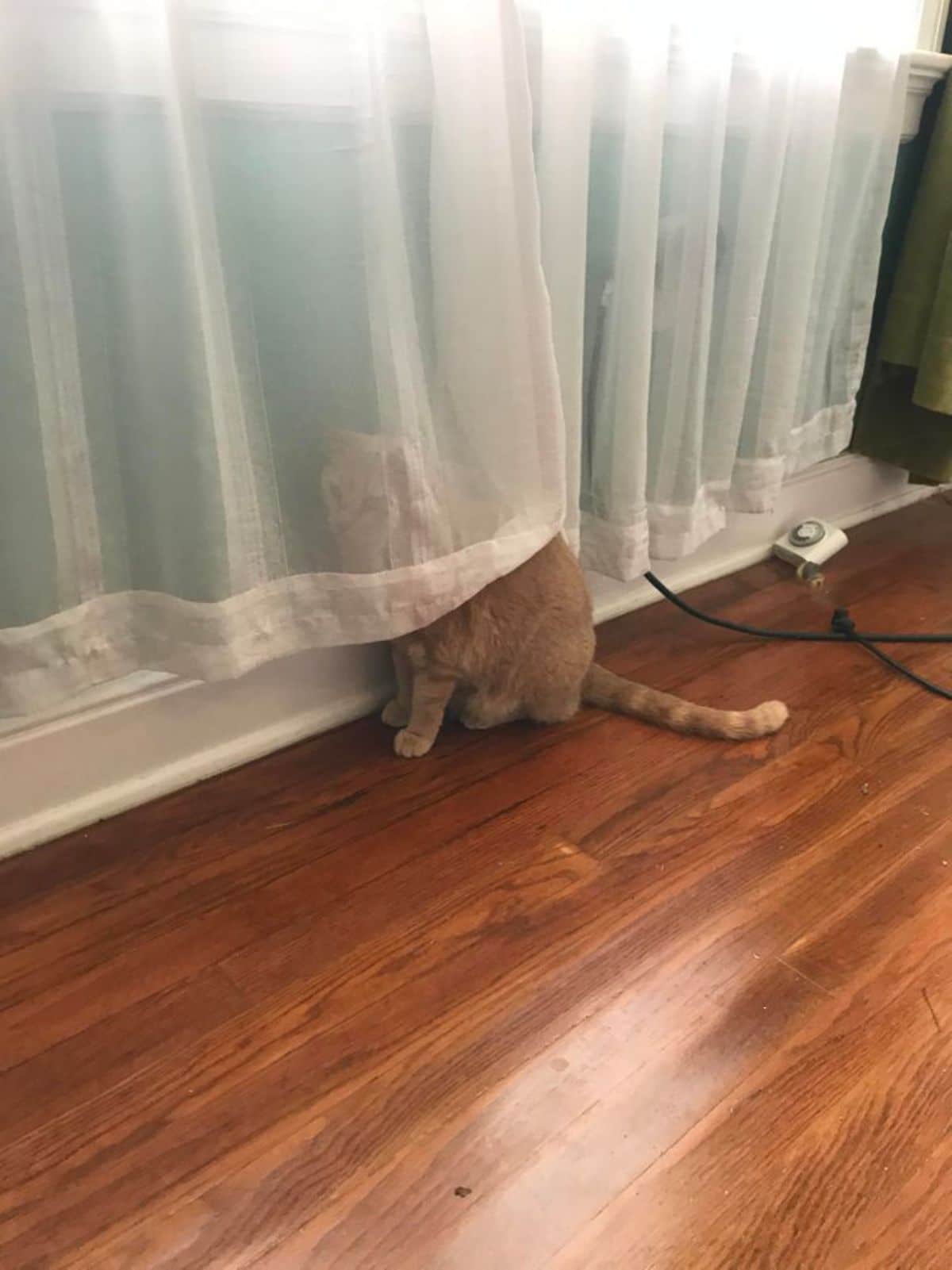 orange cat sitting on wooden floor with the head and neck behind a transparent white curtain