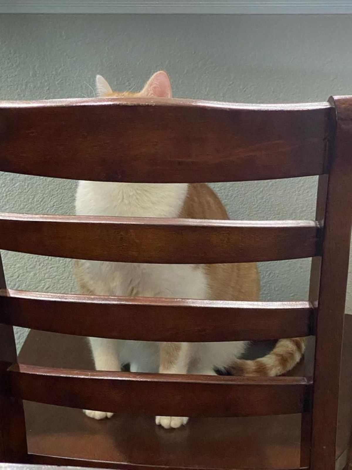 white and orange cat sitting on a brown wooden chair